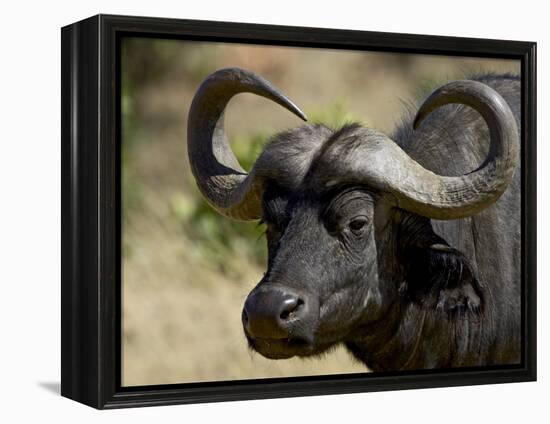 Cape Buffalo, Masai Mara National Reserve, Kenya, East Africa-James Hager-Framed Premier Image Canvas