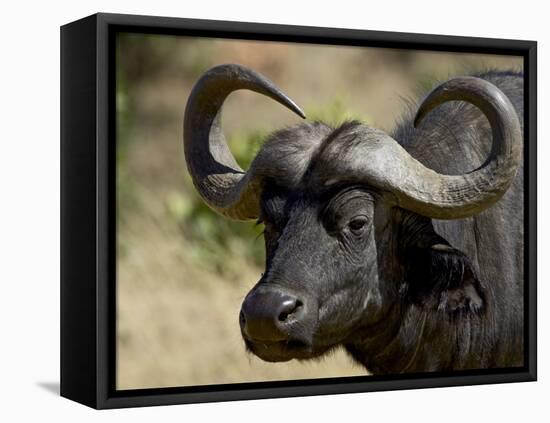 Cape Buffalo, Masai Mara National Reserve, Kenya, East Africa-James Hager-Framed Premier Image Canvas