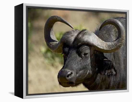 Cape Buffalo, Masai Mara National Reserve, Kenya, East Africa-James Hager-Framed Premier Image Canvas