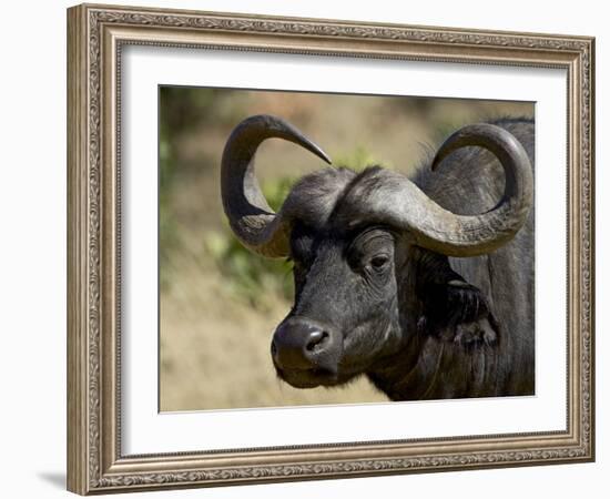 Cape Buffalo, Masai Mara National Reserve, Kenya, East Africa-James Hager-Framed Photographic Print