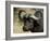 Cape Buffalo, Masai Mara National Reserve, Kenya, East Africa-James Hager-Framed Photographic Print