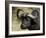 Cape Buffalo, Masai Mara National Reserve, Kenya, East Africa-James Hager-Framed Photographic Print