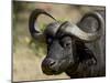 Cape Buffalo, Masai Mara National Reserve, Kenya, East Africa-James Hager-Mounted Photographic Print