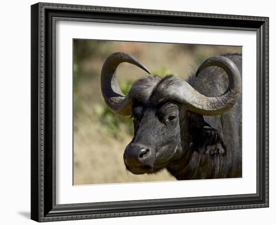 Cape Buffalo, Masai Mara National Reserve, Kenya, East Africa-James Hager-Framed Photographic Print