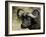 Cape Buffalo, Masai Mara National Reserve, Kenya, East Africa-James Hager-Framed Photographic Print