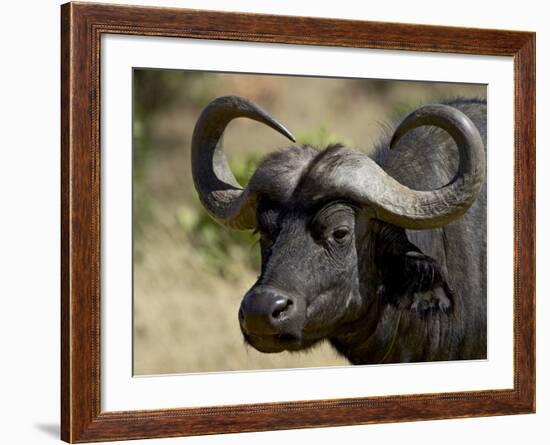 Cape Buffalo, Masai Mara National Reserve, Kenya, East Africa-James Hager-Framed Photographic Print