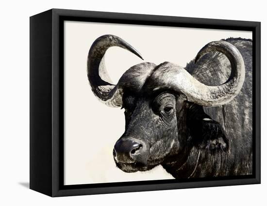 Cape Buffalo, Masai Mara National Reserve, Kenya, East Africa-James Hager-Framed Premier Image Canvas