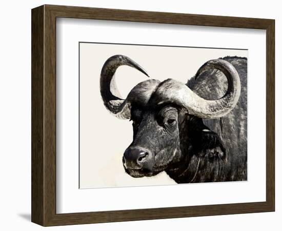 Cape Buffalo, Masai Mara National Reserve, Kenya, East Africa-James Hager-Framed Photographic Print