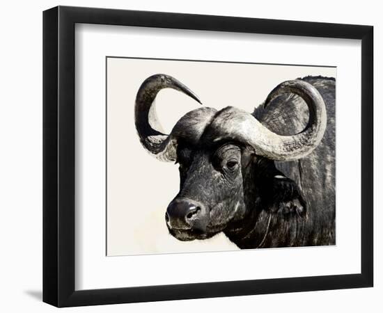 Cape Buffalo, Masai Mara National Reserve, Kenya, East Africa-James Hager-Framed Photographic Print