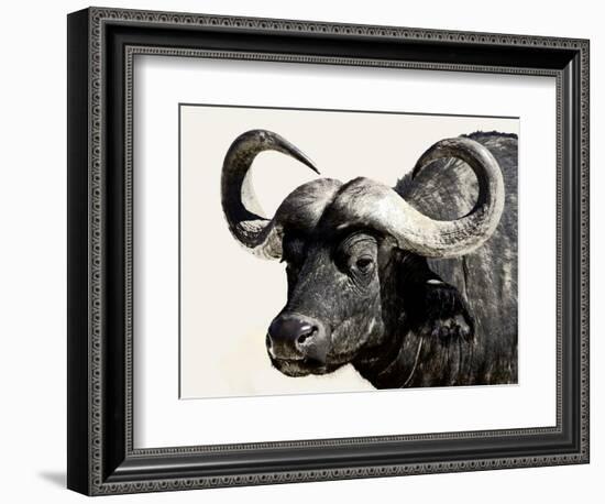 Cape Buffalo, Masai Mara National Reserve, Kenya, East Africa-James Hager-Framed Photographic Print