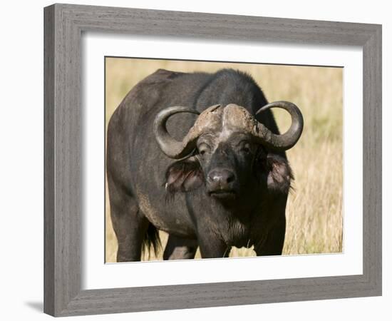 Cape Buffalo, Masai Mara National Reserve, Kenya-Sergio Pitamitz-Framed Photographic Print