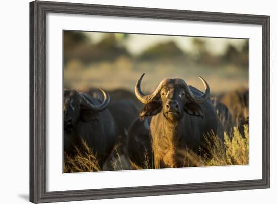 Cape Buffalo, Moremi Game Reserve, Botswana-Paul Souders-Framed Photographic Print