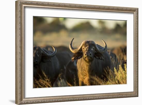 Cape Buffalo, Moremi Game Reserve, Botswana-Paul Souders-Framed Photographic Print