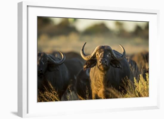 Cape Buffalo, Moremi Game Reserve, Botswana-Paul Souders-Framed Photographic Print