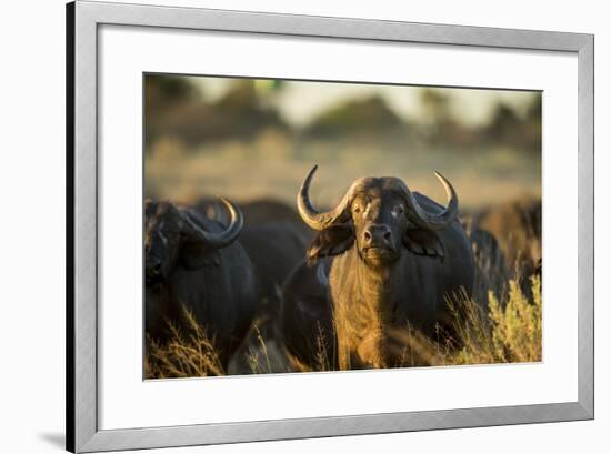 Cape Buffalo, Moremi Game Reserve, Botswana-Paul Souders-Framed Photographic Print