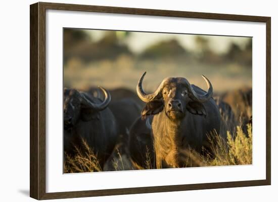 Cape Buffalo, Moremi Game Reserve, Botswana-Paul Souders-Framed Photographic Print