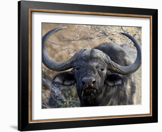 Cape Buffalo or African Buffalo (Syncerus Caffer), Mountain Zebra National Park, South Africa-James Hager-Framed Photographic Print