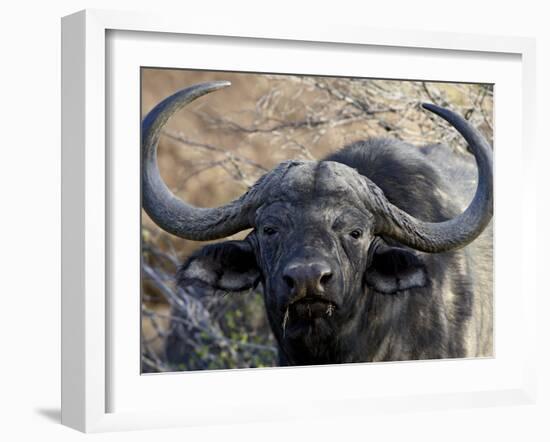 Cape Buffalo or African Buffalo (Syncerus Caffer), Mountain Zebra National Park, South Africa-James Hager-Framed Photographic Print