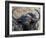 Cape Buffalo or African Buffalo (Syncerus Caffer), Mountain Zebra National Park, South Africa-James Hager-Framed Photographic Print