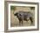 Cape Buffalo or African Buffalo with Yellow-Billed Oxpecker-James Hager-Framed Photographic Print