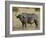 Cape Buffalo or African Buffalo with Yellow-Billed Oxpecker-James Hager-Framed Photographic Print