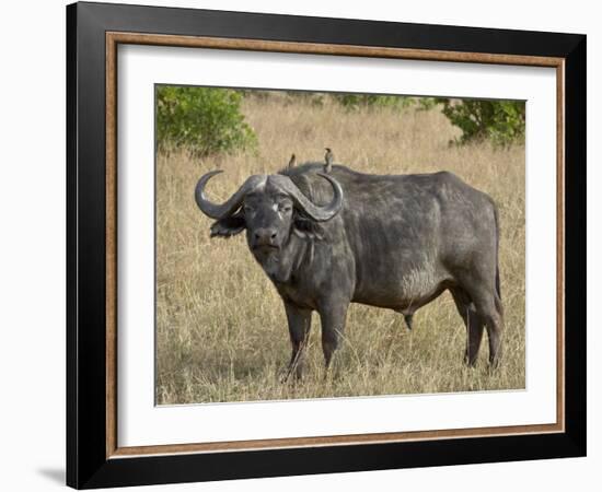 Cape Buffalo or African Buffalo with Yellow-Billed Oxpecker-James Hager-Framed Photographic Print