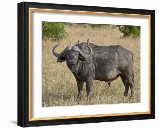 Cape Buffalo or African Buffalo with Yellow-Billed Oxpecker-James Hager-Framed Photographic Print