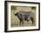 Cape Buffalo or African Buffalo with Yellow-Billed Oxpecker-James Hager-Framed Photographic Print