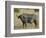 Cape Buffalo or African Buffalo with Yellow-Billed Oxpecker-James Hager-Framed Premium Photographic Print