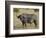 Cape Buffalo or African Buffalo with Yellow-Billed Oxpecker-James Hager-Framed Premium Photographic Print