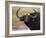 Cape Buffalo, Syncerus Caffer, Addo Elephant National Park, South Africa, Africa-Steve & Ann Toon-Framed Photographic Print