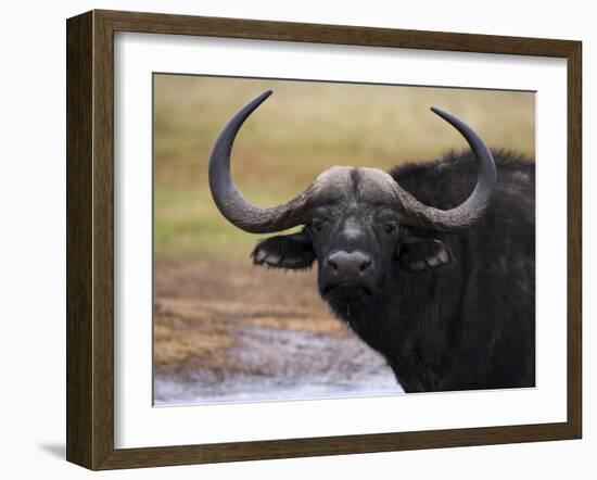 Cape Buffalo, Syncerus Caffer, Addo Elephant National Park, South Africa, Africa-Steve & Ann Toon-Framed Photographic Print