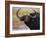 Cape Buffalo, Syncerus Caffer, Addo Elephant National Park, South Africa, Africa-Steve & Ann Toon-Framed Photographic Print