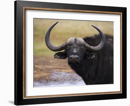 Cape Buffalo, Syncerus Caffer, Addo Elephant National Park, South Africa, Africa-Steve & Ann Toon-Framed Photographic Print