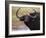 Cape Buffalo, Syncerus Caffer, Addo Elephant National Park, South Africa, Africa-Steve & Ann Toon-Framed Photographic Print