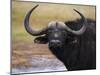 Cape Buffalo, Syncerus Caffer, Addo Elephant National Park, South Africa, Africa-Steve & Ann Toon-Mounted Photographic Print