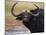 Cape Buffalo, Syncerus Caffer, Addo Elephant National Park, South Africa, Africa-Steve & Ann Toon-Mounted Photographic Print