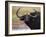 Cape Buffalo, Syncerus Caffer, Addo Elephant National Park, South Africa, Africa-Steve & Ann Toon-Framed Photographic Print