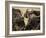 Cape Buffalo, Syncerus Caffer, Addo Elephant National Park, South Africa, Africa-Steve & Ann Toon-Framed Photographic Print