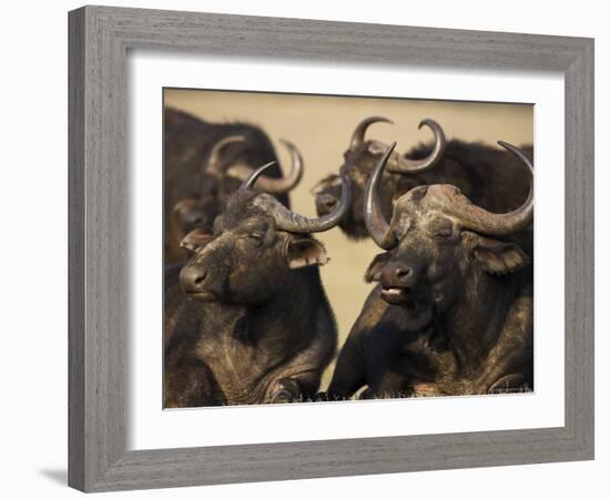 Cape Buffalo, Syncerus Caffer, Addo Elephant National Park, South Africa, Africa-Steve & Ann Toon-Framed Photographic Print