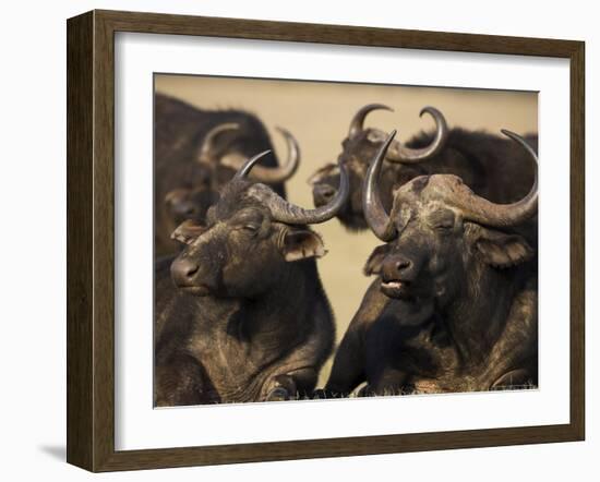 Cape Buffalo, Syncerus Caffer, Addo Elephant National Park, South Africa, Africa-Steve & Ann Toon-Framed Photographic Print