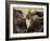 Cape Buffalo, Syncerus Caffer, Addo Elephant National Park, South Africa, Africa-Steve & Ann Toon-Framed Photographic Print