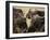 Cape Buffalo, Syncerus Caffer, Addo Elephant National Park, South Africa, Africa-Steve & Ann Toon-Framed Photographic Print