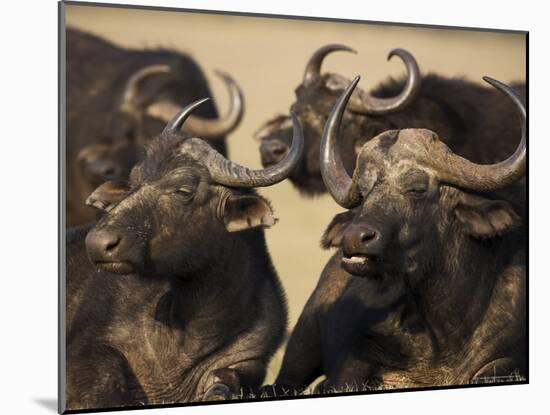 Cape Buffalo, Syncerus Caffer, Addo Elephant National Park, South Africa, Africa-Steve & Ann Toon-Mounted Photographic Print