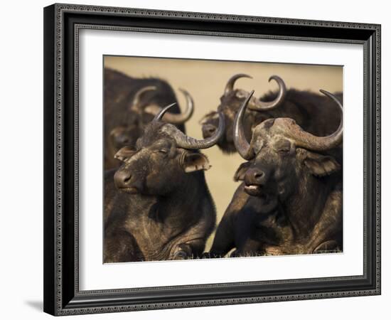 Cape Buffalo, Syncerus Caffer, Addo Elephant National Park, South Africa, Africa-Steve & Ann Toon-Framed Photographic Print