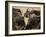 Cape Buffalo, Syncerus Caffer, Addo Elephant National Park, South Africa, Africa-Steve & Ann Toon-Framed Photographic Print