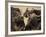 Cape Buffalo, Syncerus Caffer, Addo Elephant National Park, South Africa, Africa-Steve & Ann Toon-Framed Photographic Print