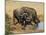 Cape Buffalo, Syncerus Caffer, at Water, Addo Elephant National Park, South Africa, Africa-Steve & Ann Toon-Mounted Photographic Print