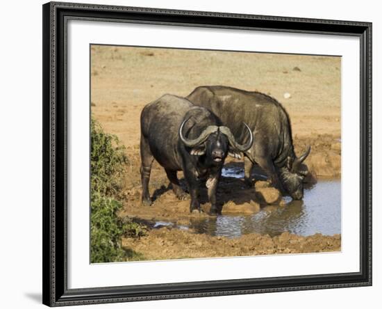 Cape Buffalo, Syncerus Caffer, at Water, Addo Elephant National Park, South Africa, Africa-Steve & Ann Toon-Framed Photographic Print