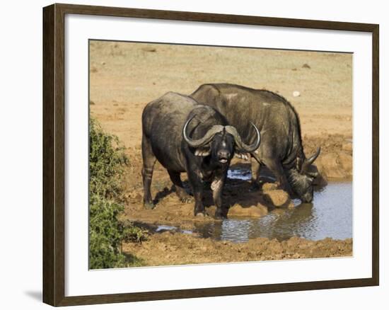 Cape Buffalo, Syncerus Caffer, at Water, Addo Elephant National Park, South Africa, Africa-Steve & Ann Toon-Framed Photographic Print